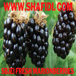 FRESH MARIONBERRIES